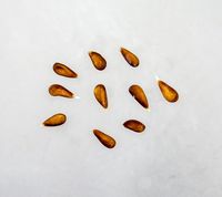 Bellida Apple seeds